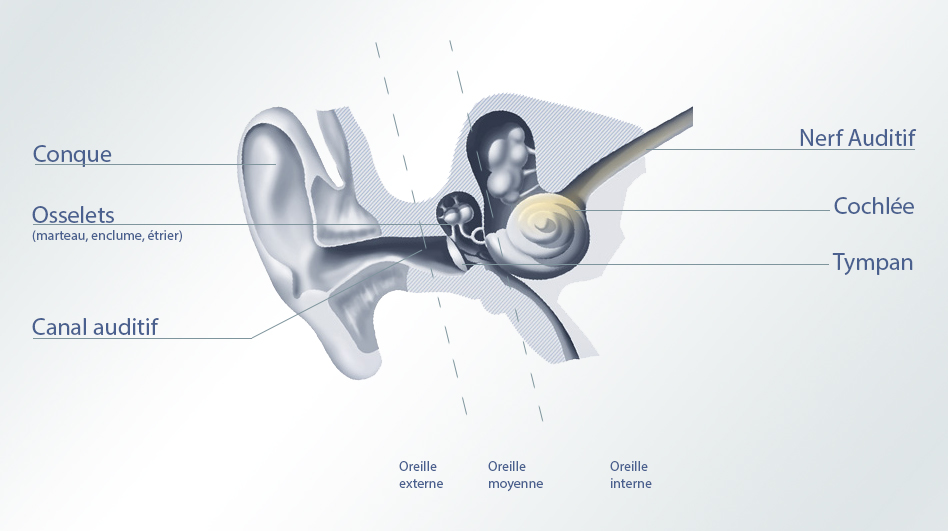 Fonctionnement de l'oreille Nos oreilles nous sont très utiles contrairement à ce que vous pourriez en penser. Elles sont “fondamentales” pour mémoriser, assimiler et comprendre la parole, la musique et tous les sons qui nous entourent. Elles sont utilisées pour l’orientation et la localisation. Arrêtez-vous et fermez les yeux puis concentrez-vous pleinement sur vos oreilles. Vous remarquerez très vite que l’audition directionnelle est un outil d’orientation ”inestimable”.
